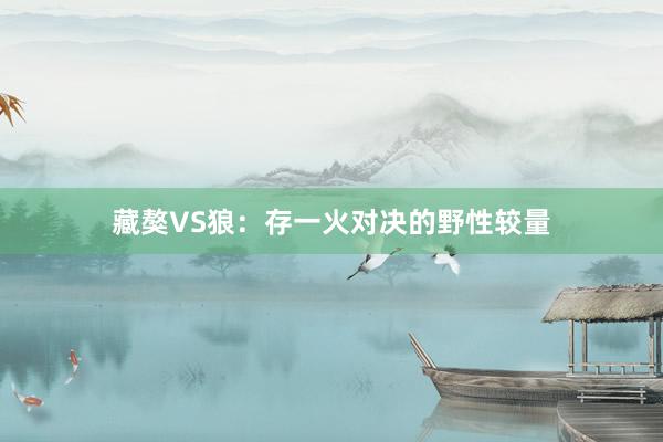 藏獒VS狼:存一火对决的野性较量